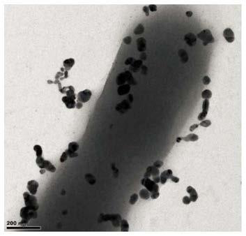 Method for determining escherichia coli content in water