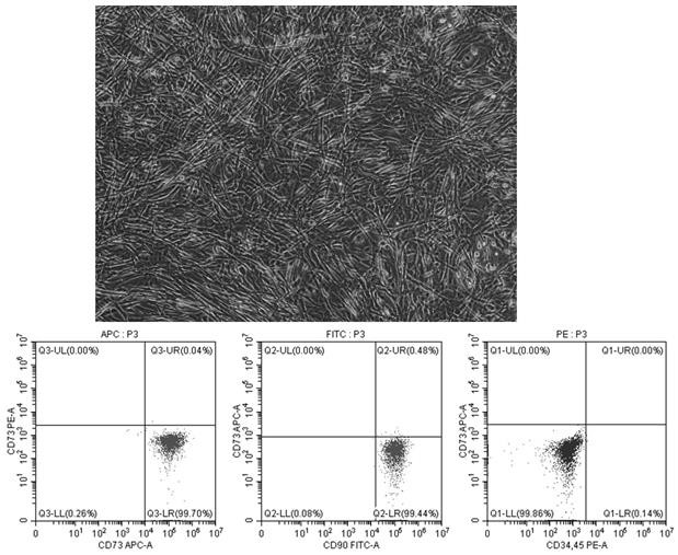 Composition and application thereof in stem cell culture