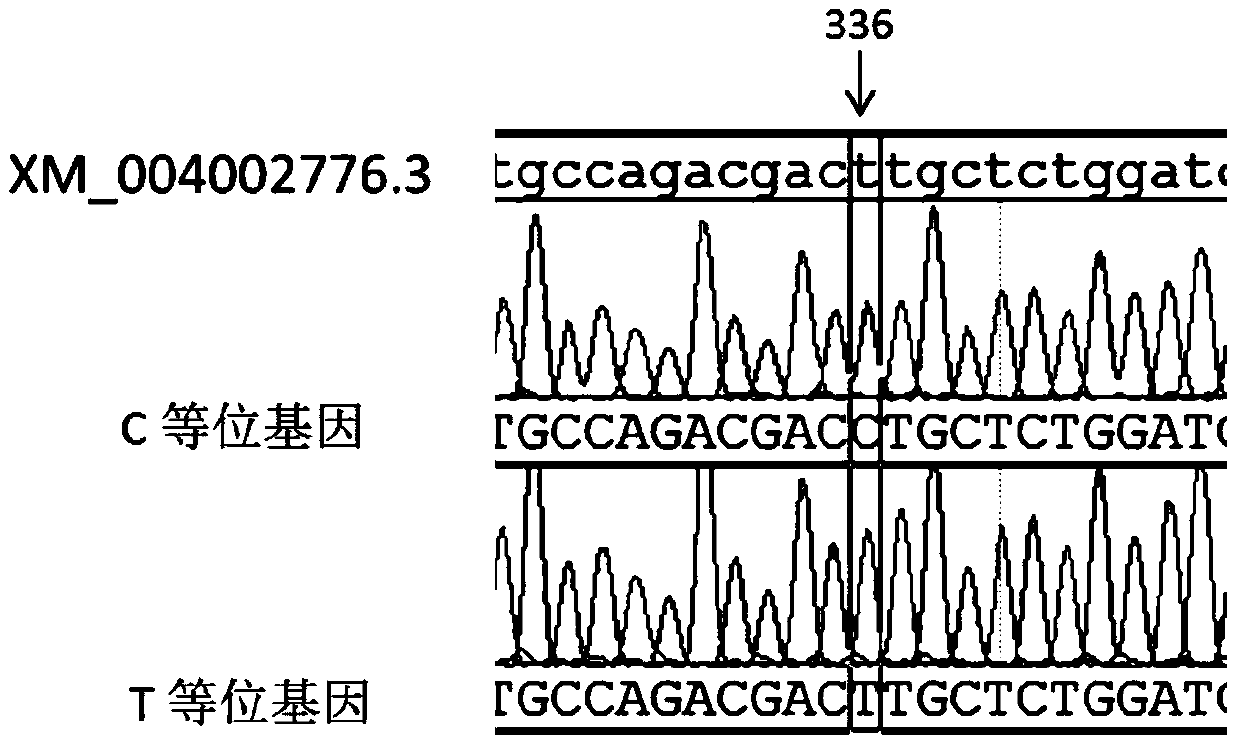 Screening and application of a group of SNPs related to sheep wool traits