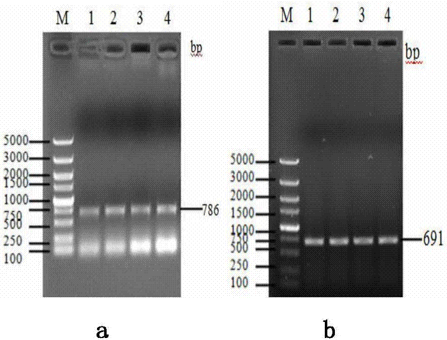 Method for identification of gene promoter region related transcription factor gene