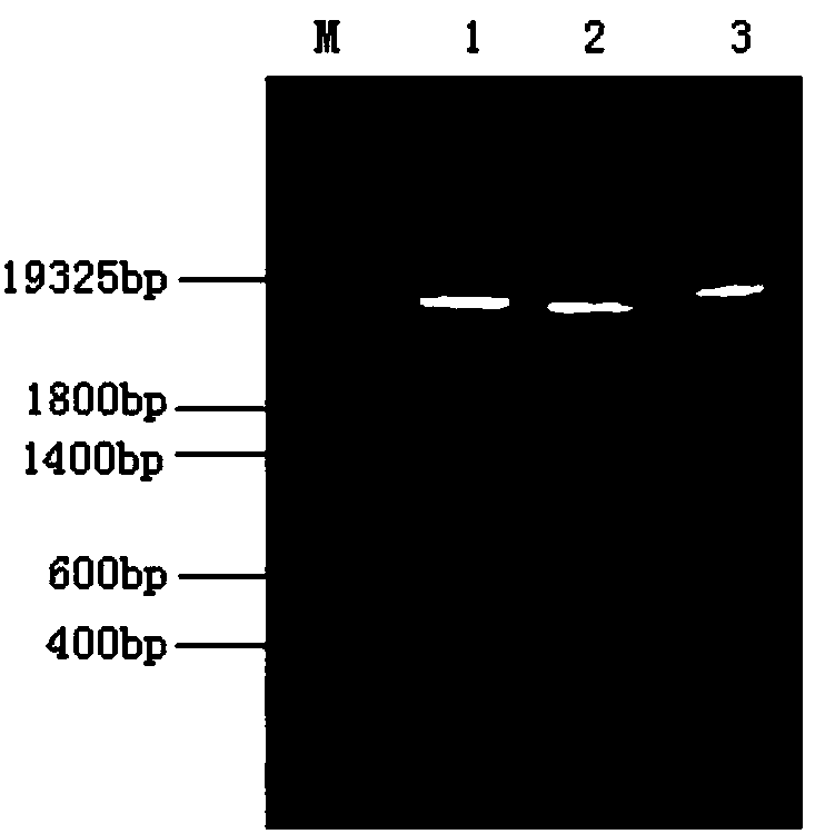 A human dipeptidyl peptidase III modified by site-directed mutagenesis