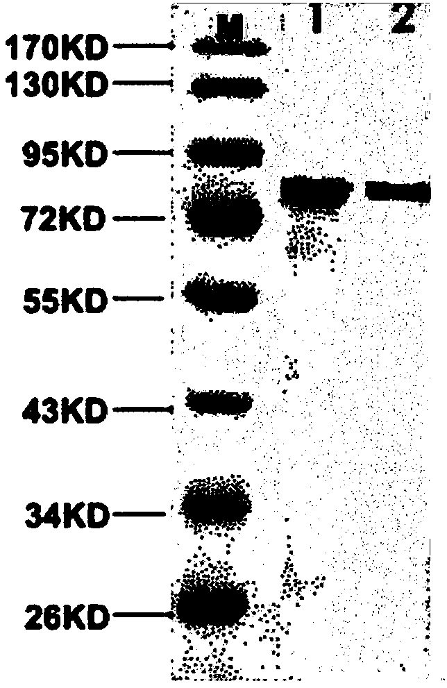 A human dipeptidyl peptidase III modified by site-directed mutagenesis