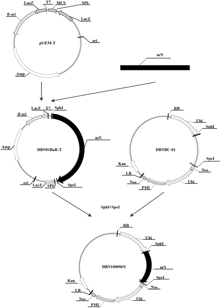 Insecticidal gene and use thereof