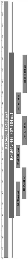 Application of mycobacterium tuberculosis T cell epitope protein Rv1566c-444