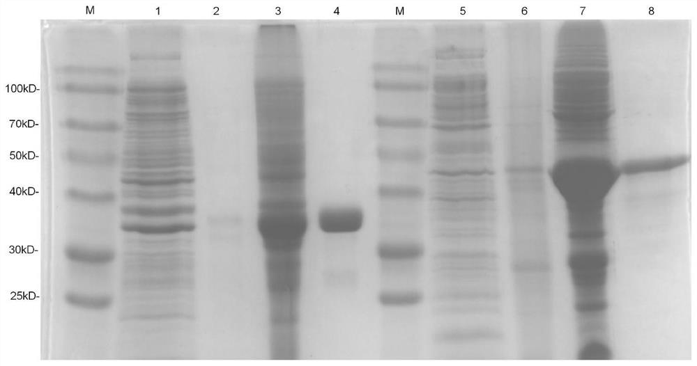 Application of mycobacterium tuberculosis T cell epitope protein Rv1566c-444