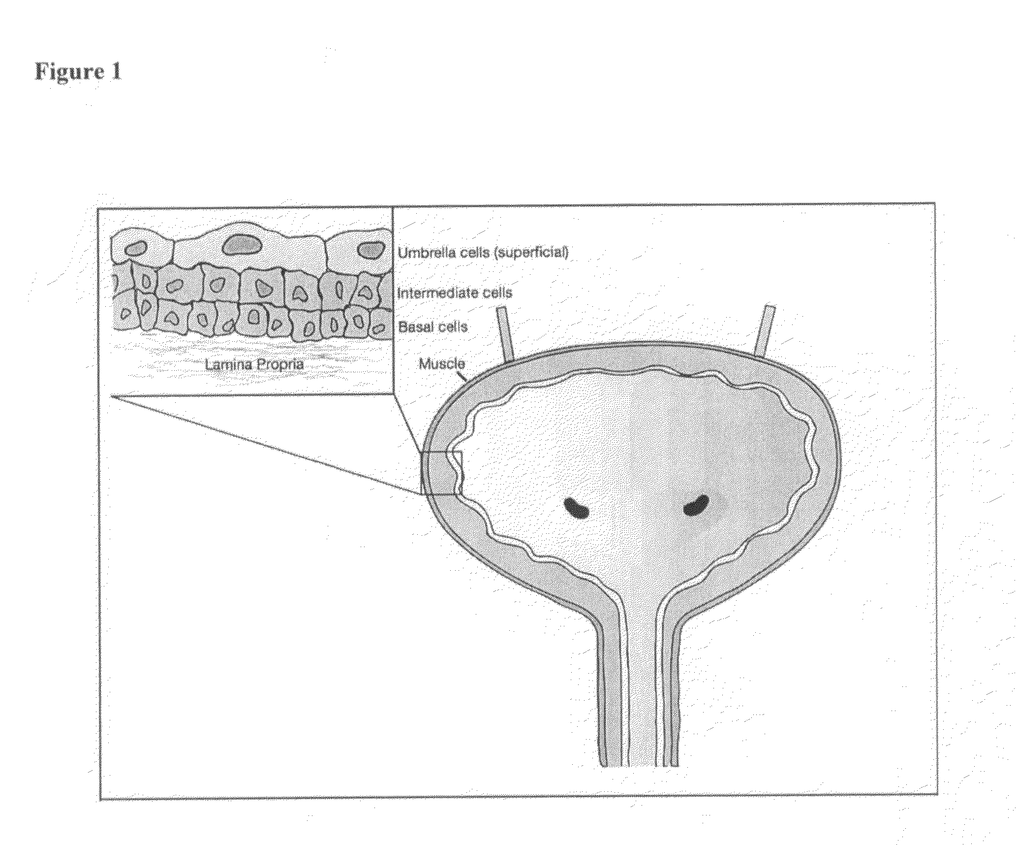 Animal model for cancer, methods of producing the same and associated methods of use