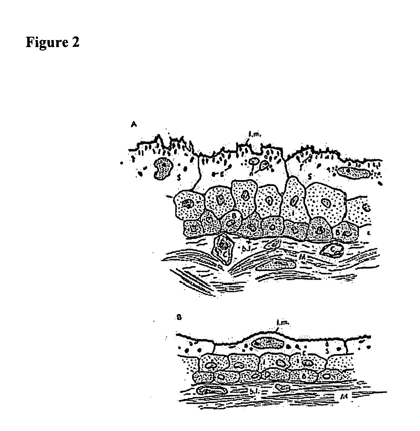 Animal model for cancer, methods of producing the same and associated methods of use