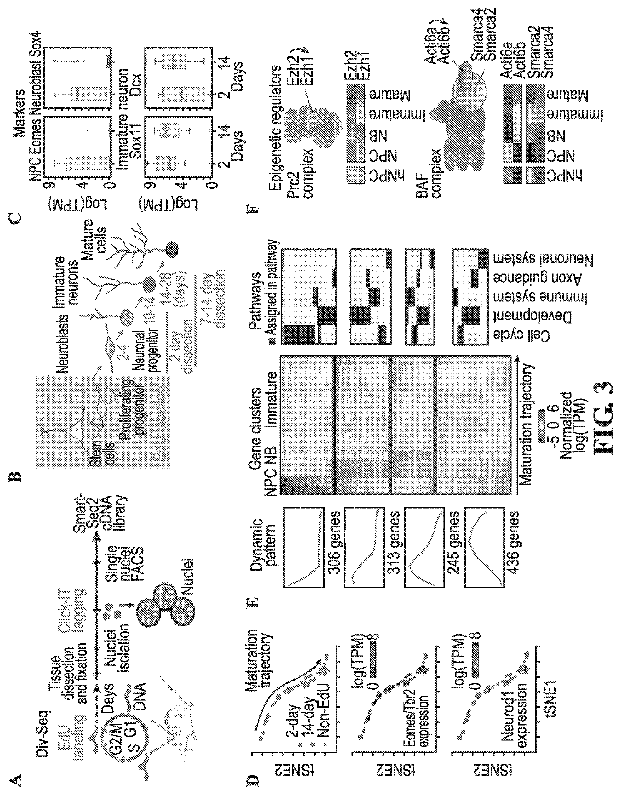 Methods for determining spatial and temporal gene expression dynamics during adult neurogenesis in single cells