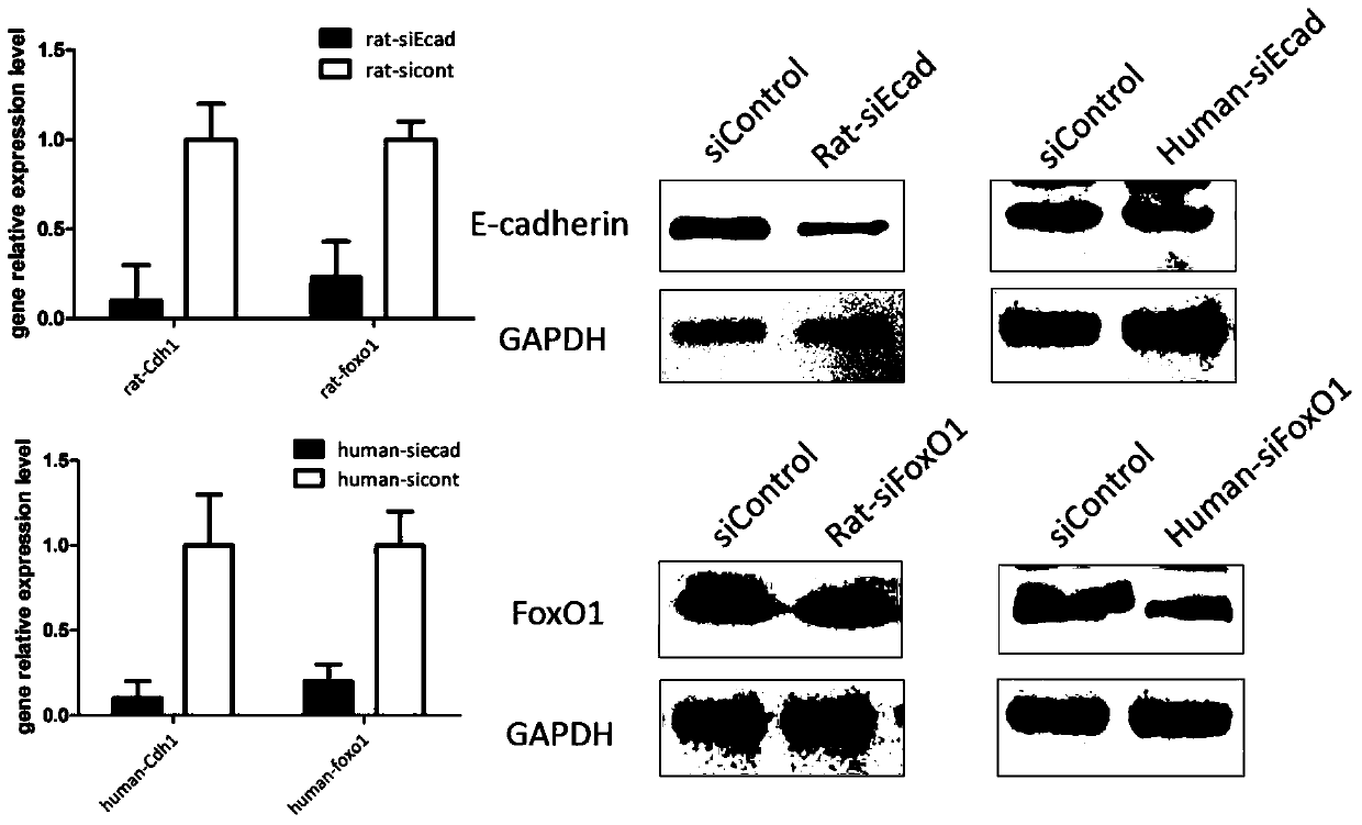 A drug target for treating diseases related to skin atrophy