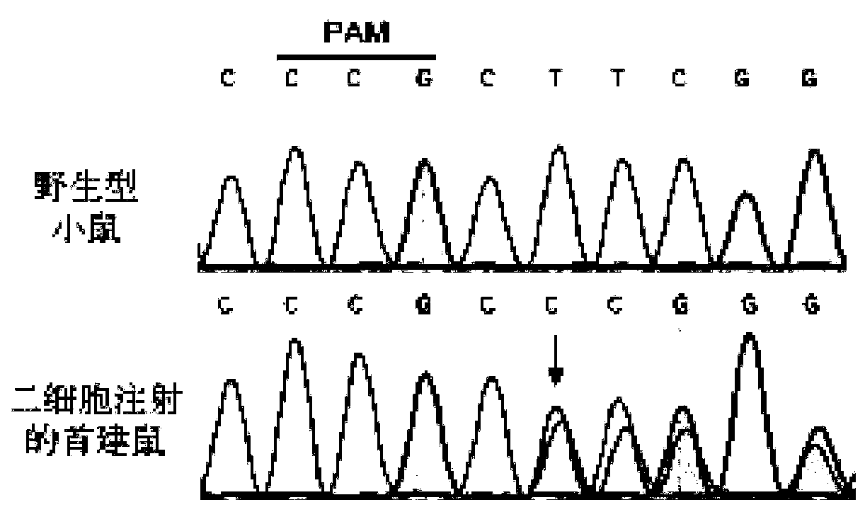 Method for constructing lethal gene systemic knockout mouse model with CRISPR/Cas9 system