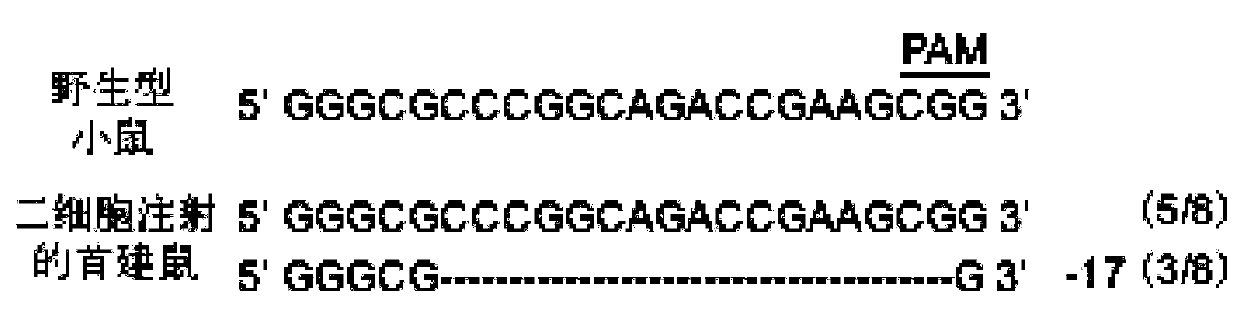 Method for constructing lethal gene systemic knockout mouse model with CRISPR/Cas9 system