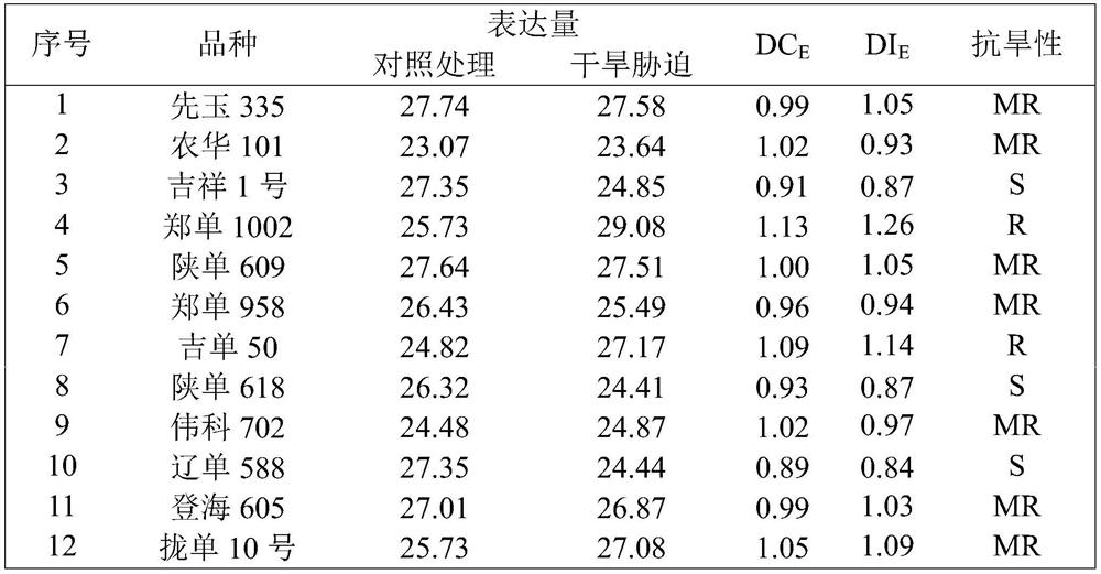 A method for identifying the drought resistance of maize varieties based on real-time quantitative PCR