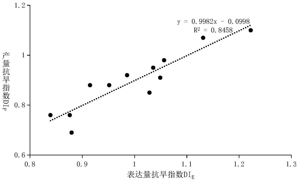 A method for identifying the drought resistance of maize varieties based on real-time quantitative PCR