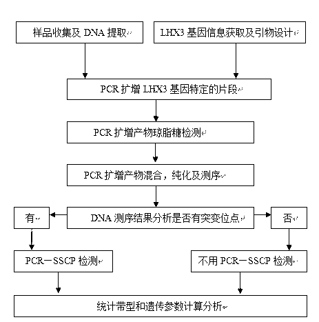 Method for detecting growth traits of cattle through assistance of LHX3 genes and special kit operational rule thereof