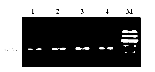 Method for detecting growth traits of cattle through assistance of LHX3 genes and special kit operational rule thereof