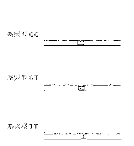 Method for detecting growth traits of cattle through assistance of LHX3 genes and special kit operational rule thereof