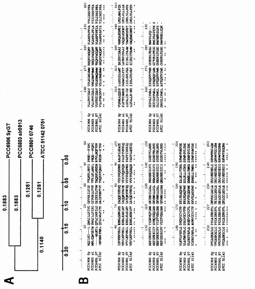 Salt tolerance SyGT gene derived from synechocystis, and uses thereof