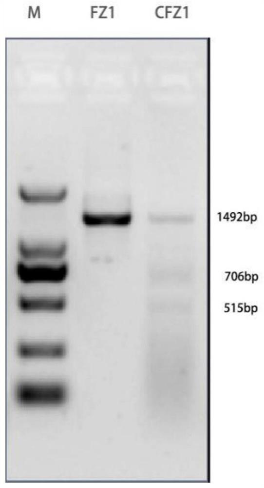 Preparation method and application of nucleic acid library for low host background interference