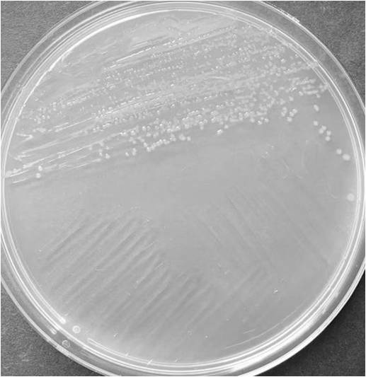 Chitinophage with aerobic arsenic methylation and volatilization functions and application thereof