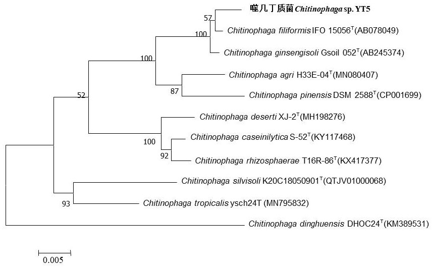 Chitinophage with aerobic arsenic methylation and volatilization functions and application thereof