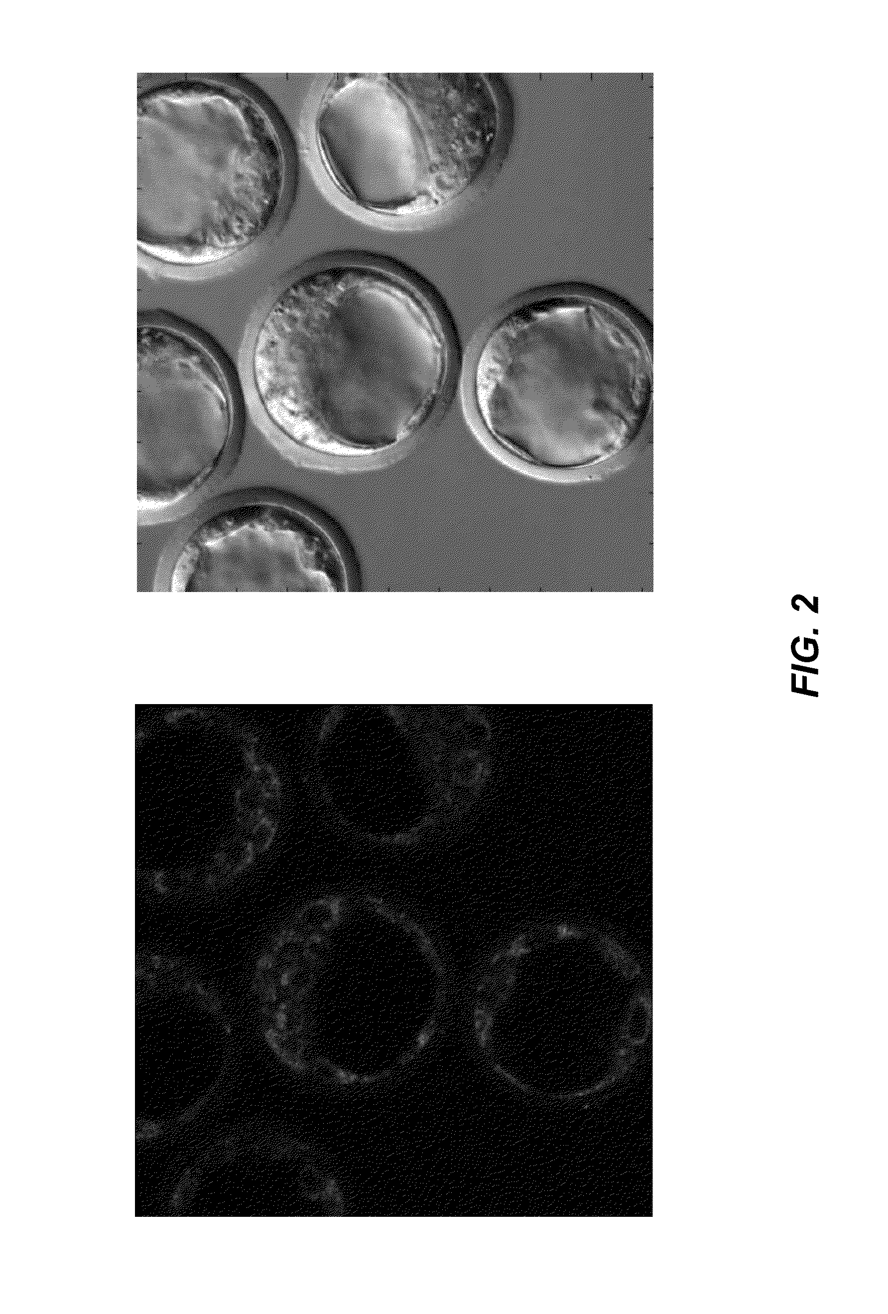 Host cells with artificial endosymbionts