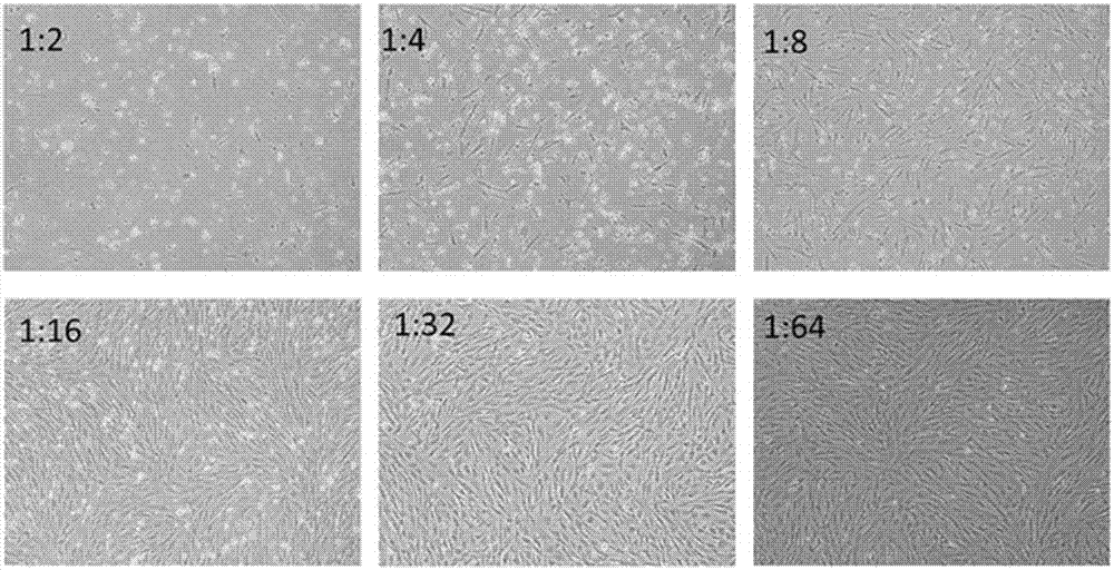 Detection method for A, B, J subgroup avian leucosis viruses in avian infectious laryngotracheitis live vaccine