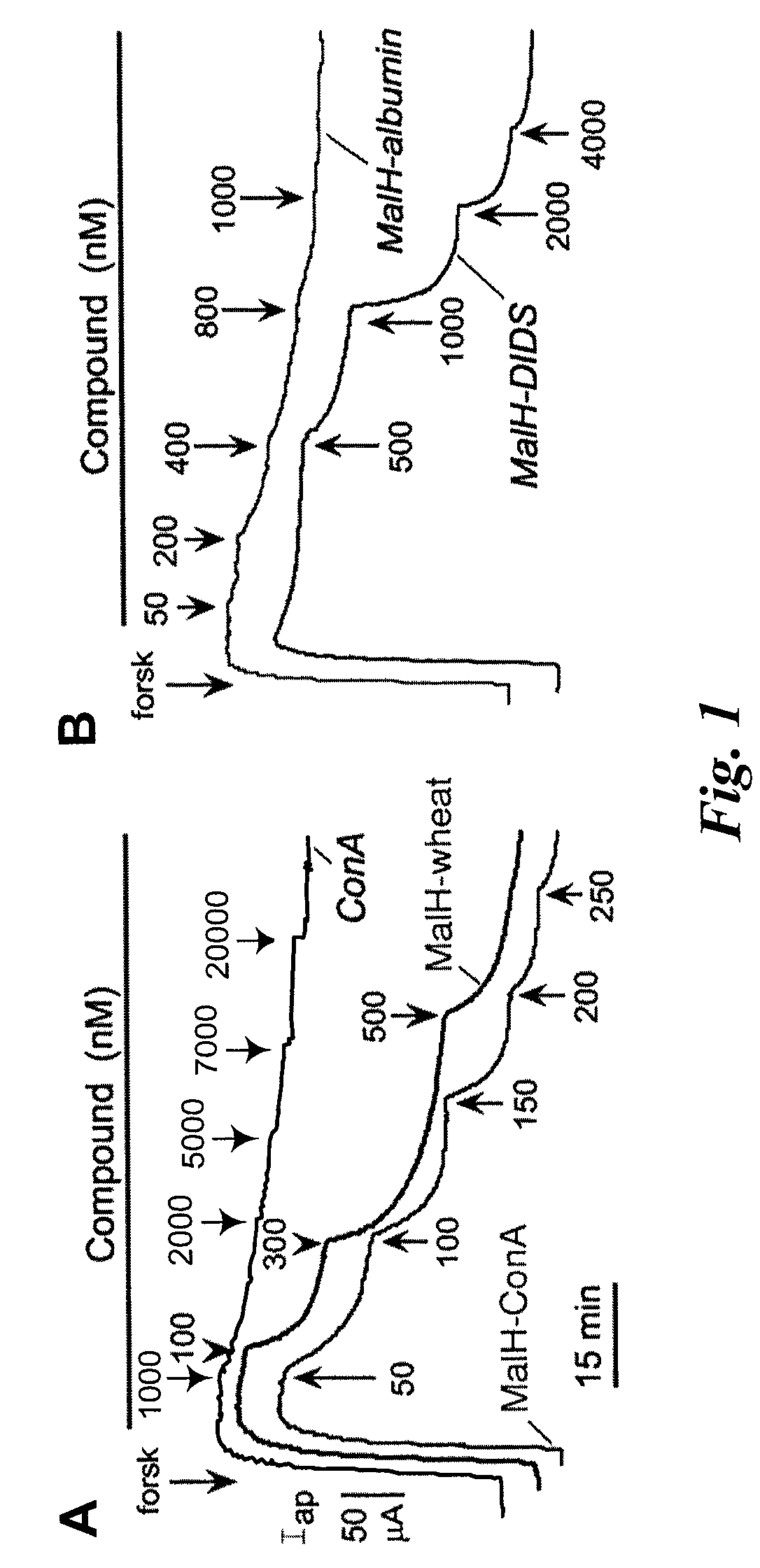 Macromolecular conjugates of cystic fibrosis transmembrane conductance regulator protein inhibitors and uses therefor
