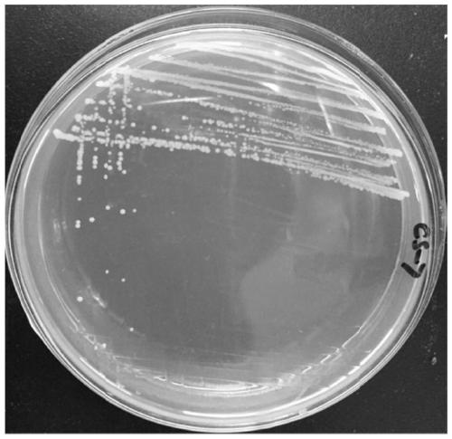 A kind of degrading bacterium that eliminates plant fungicide residue and its application