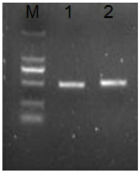 Meloidogyne javanica effect gene Mj-1-1, related protein and application of effect gene Mj-1-1