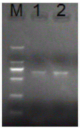 Meloidogyne javanica effect gene Mj-1-1, related protein and application of effect gene Mj-1-1