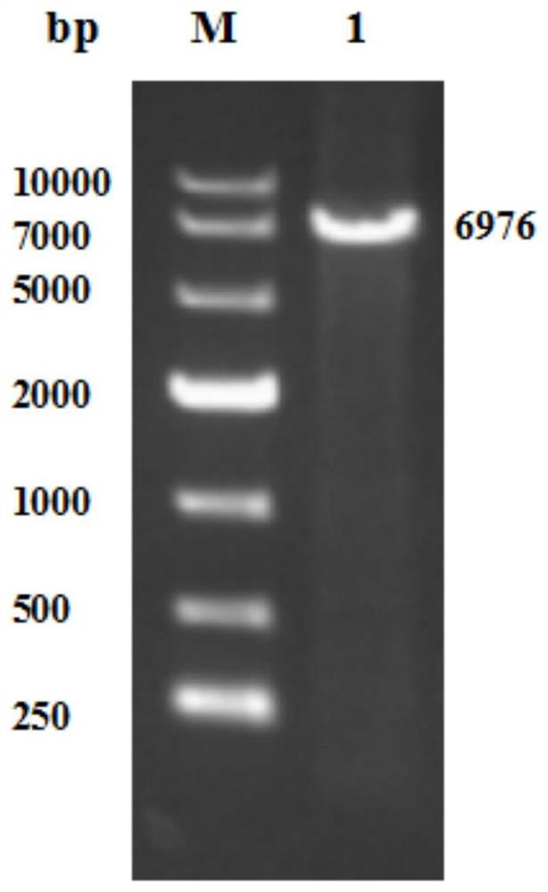 A strain of Escherichia coli recombinant strain heterologously expressing heat-resistant nitrile hydratase and its application