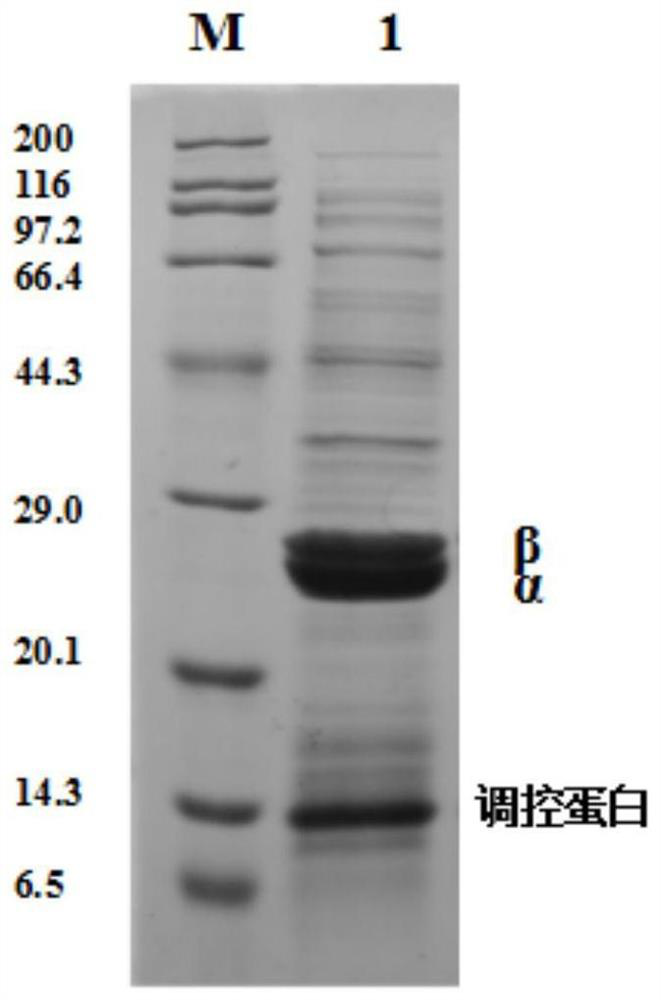 A strain of Escherichia coli recombinant strain heterologously expressing heat-resistant nitrile hydratase and its application