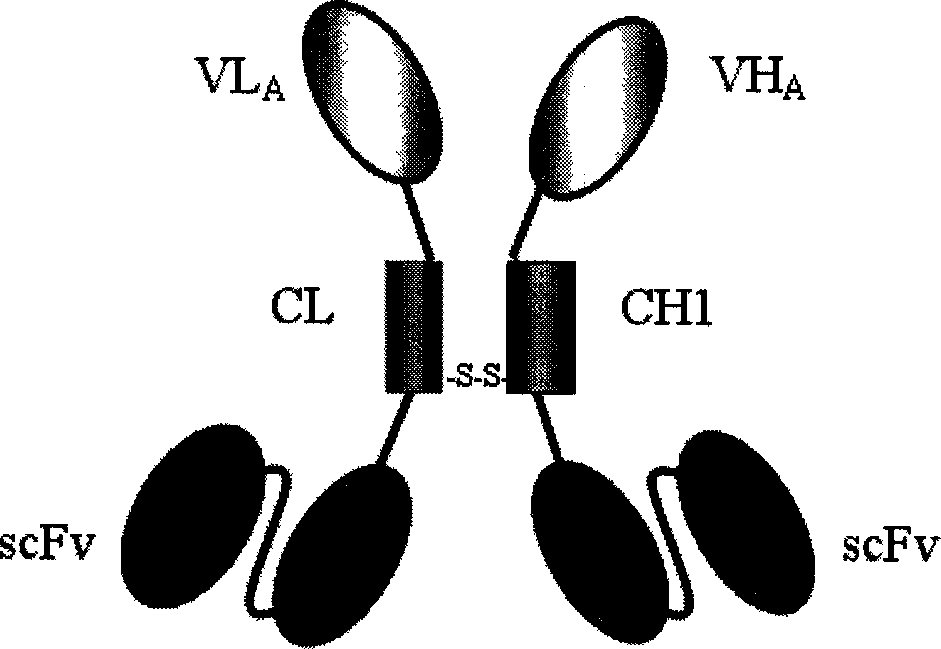 Trivalent bispecific antibody and its preparation process and use