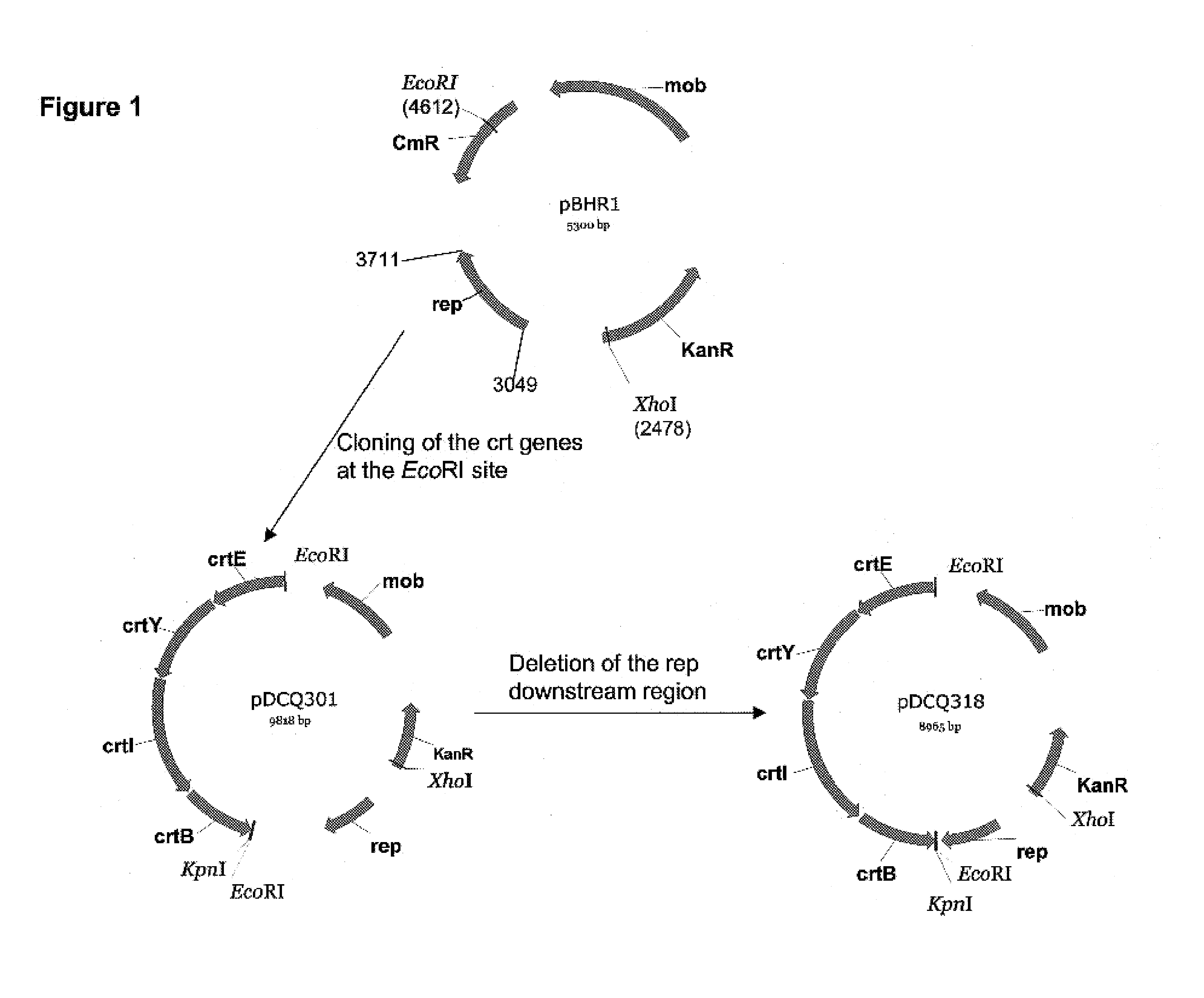 Broad host range pBBR1-based plasmid mutant derivatives having altered plasmid copy number