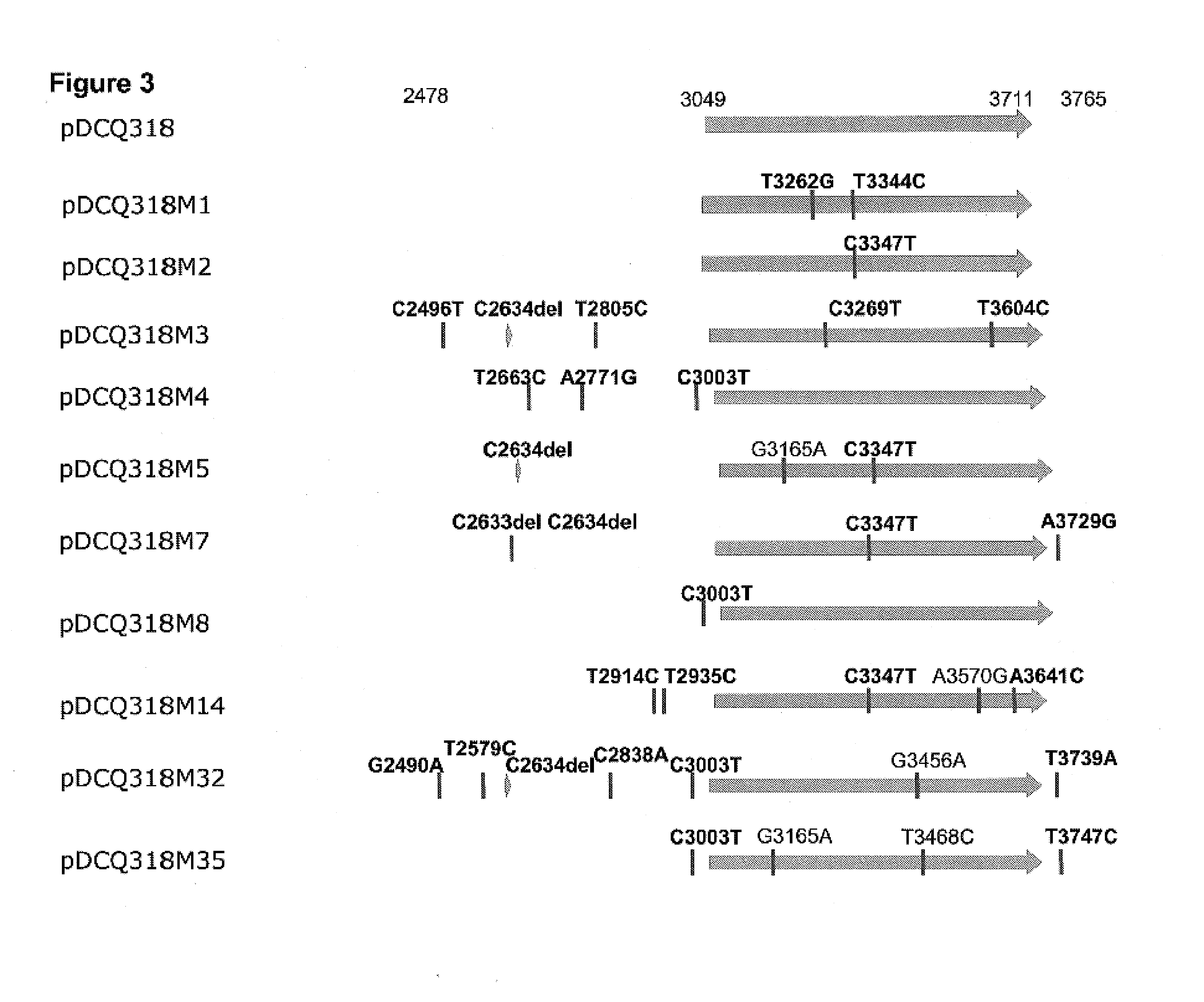 Broad host range pBBR1-based plasmid mutant derivatives having altered plasmid copy number