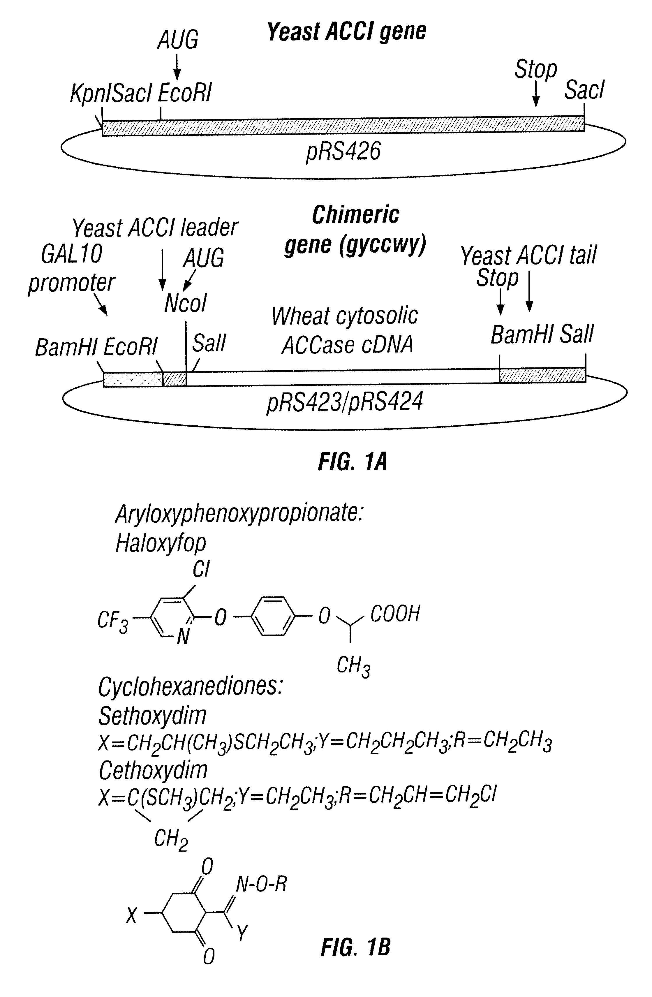 Nucleic acid segments encoding wheat acetyl-CoA carboxylase