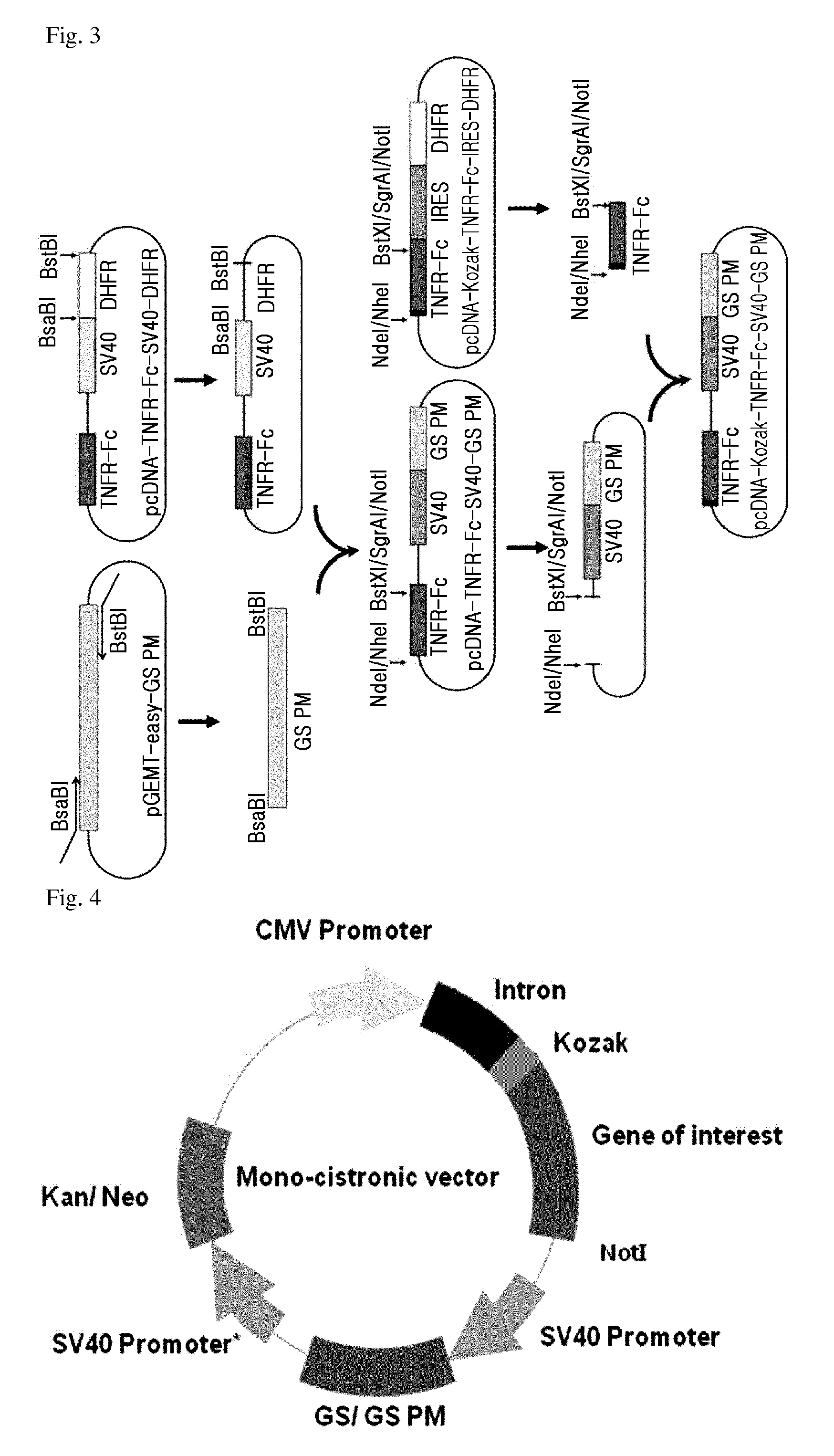 Expression vector comprising a polynucleotide encoding a modified glutamine synthetase and a method for preparing a target protein employing the same