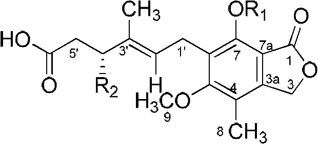 Mycophenolic acid derivatives Penicacids A, B, C and their application in preparing immunosuppression medicaments