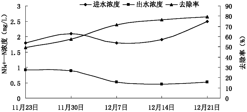 Application of dieffenbachia picta lodd in treatment of livestock and poultry raising biogas slurry