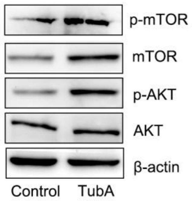 Application of Tubastatin A in preparation of in-vitro activating agent for primordial follicles