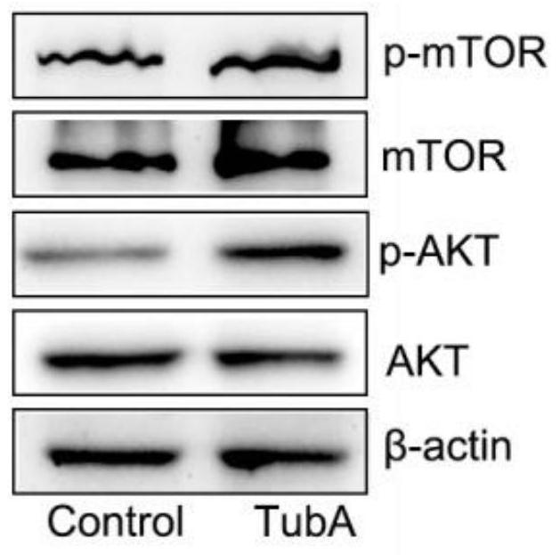 Application of Tubastatin A in preparation of in-vitro activating agent for primordial follicles