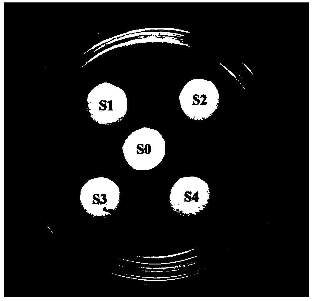 Antibacterial non-heat-sealed tea filter paper and production technology thereof