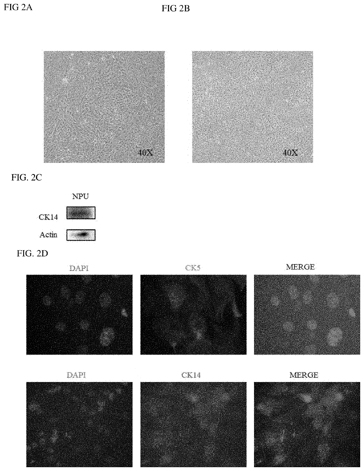 Method for biomimetic culture of urothelial cells and uses thereof