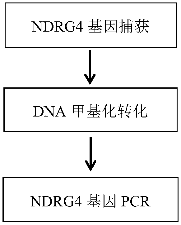 Method and system for determining colorectal tumor cells on basis of KRAS and NDRG4 genes