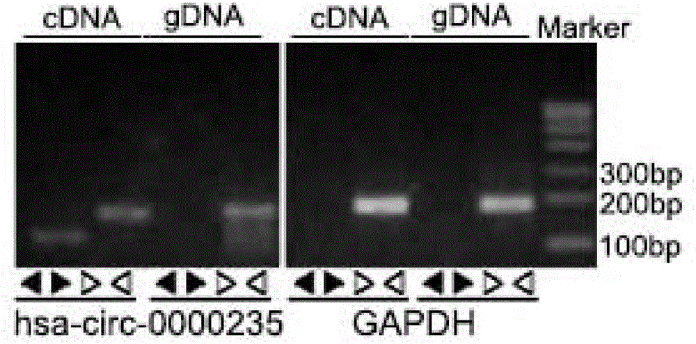 Ringlike RNA circ-CCNY and application thereof
