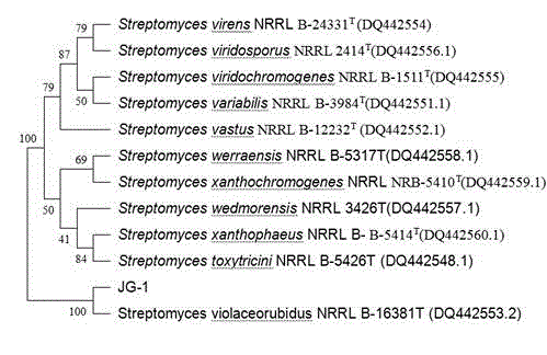 Streptomyces violaceorubidus and application thereof