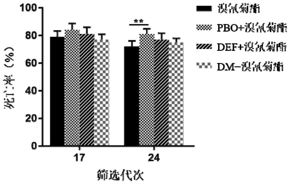 Aedes albopictus molecular marker related to deltamethrin insecticide resistance, primer and application