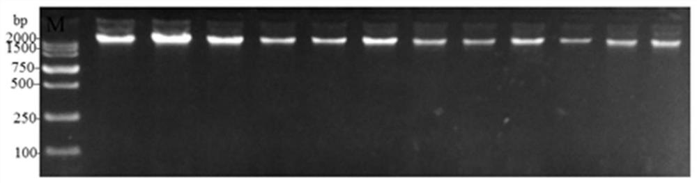 A chicken cel gene promoter 99bp indel polymorphism marker detection kit and its application
