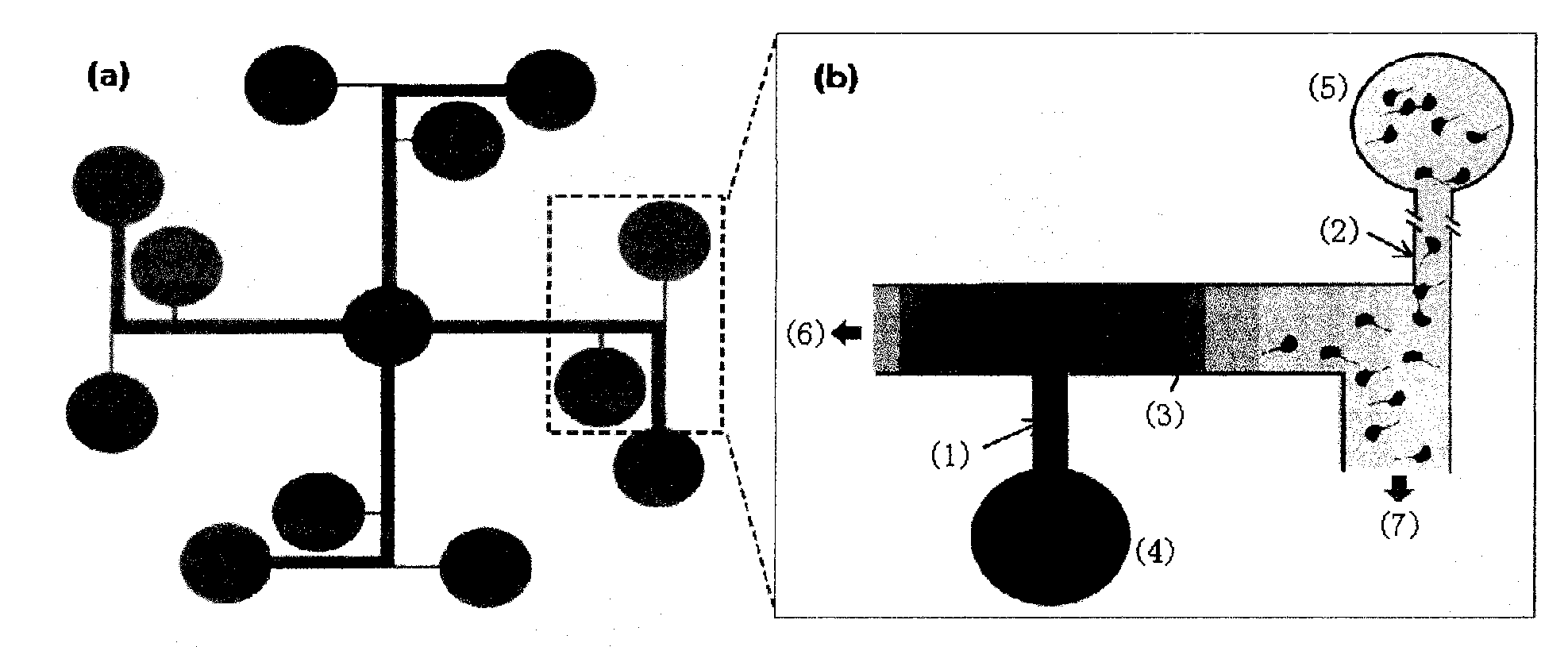 Microfluidic chip group used for screening formyl peptide receptor agonist and screening method