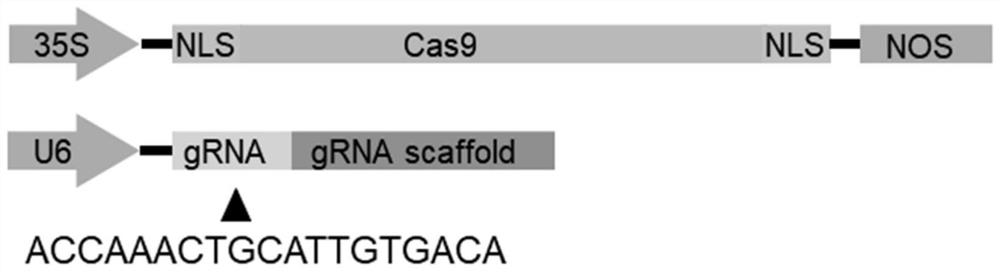 Application of nicotiana benthamiana ALKBH9B gene in regulation and control of plant virus resistance and transgenic plant cultivation method